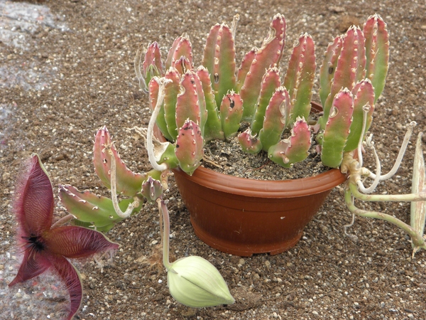 stapelia  giganthea