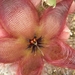 stapelia  giganthea.                                          2