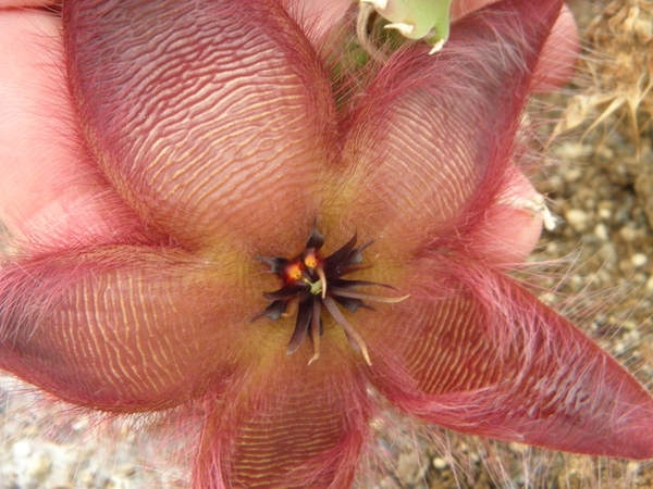 stapelia  giganthea.                                          2