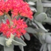 crassula  facata.v. minor
