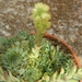 oystachus  spinoses.                                         1