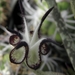 ceropegia  stapeliformis