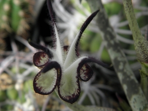 ceropegia  stapeliformis