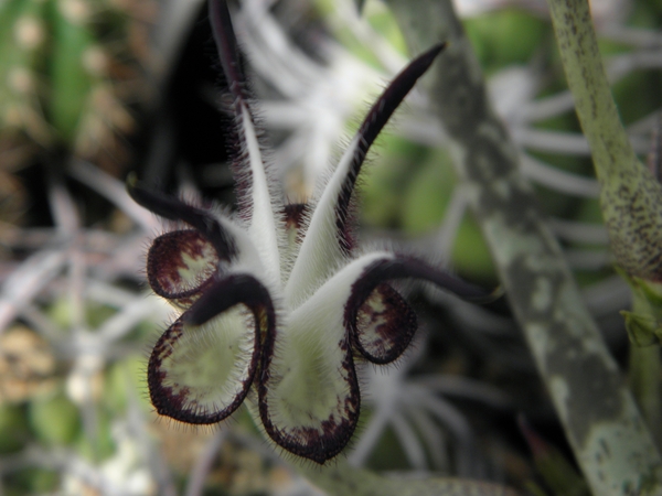 ceropegia  stapeliformis