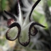 ceropegia  stapeliformis                                       2