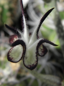 ceropegia  stapeliformis                                       2