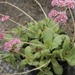 crassula  crennophila