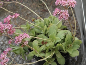 crassula  crennophila