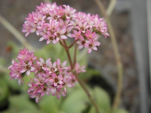 crassula  crennophila.                                      2