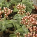 crassula  deltoidea  ( zwartwater  north of klaarstroon )        