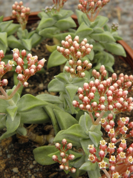 crassula  deltoidea  ( zwartwater  north of klaarstroon )        