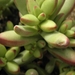 crassula  herrei