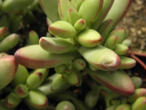 crassula  herrei