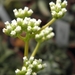 crassula  herrei                                             2