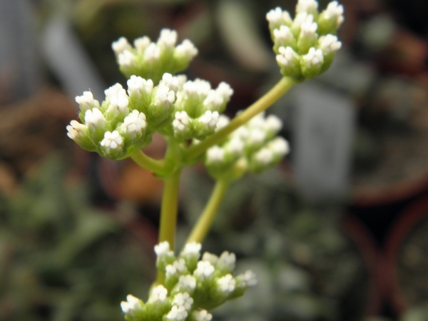 crassula  herrei                                             2