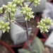 crassula  koerries