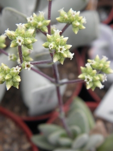 crassula  koerries