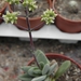 crassula  koerries                                               