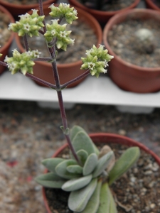 crassula  koerries                                               