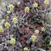 crassula  pubescens