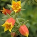 echeveria  lasetosa