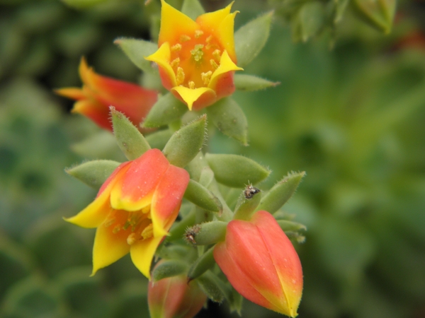 echeveria  lasetosa