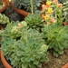 echeveria  lasetosa                                              