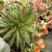 echeveria  sp  victoria