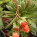 echeveria  sp  victoria                                     2