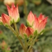 graptopetalum  filiferum