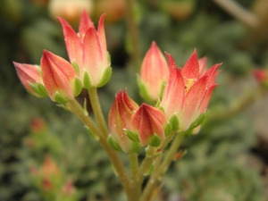 graptopetalum  filiferum