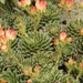 graptopetalum  filiferum                                         