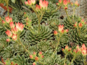 graptopetalum  filiferum                                         