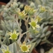 graptoria   calva