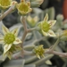 graptoria   calva.                                        2