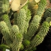 hoodia  gordonii   ( between steinhope and schift )