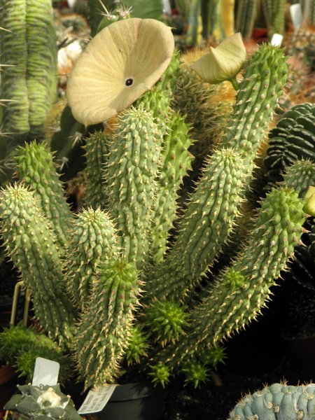 hoodia  gordonii   ( between steinhope and schift )