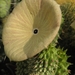 hoodia  gordonii   ( between steinhope and schift )              