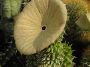 hoodia  gordonii   ( between steinhope and schift )              