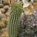 hoodia  xxxxxxxx