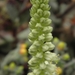 oystracus  spinosus