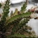 pfeiffera  iantholhele