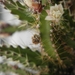 pfeiffera  iantholhele                                           