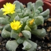 rhinephyllum   broomii