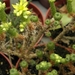 sedum  multicept