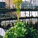 aeonodium