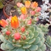 echeveria tomentosa