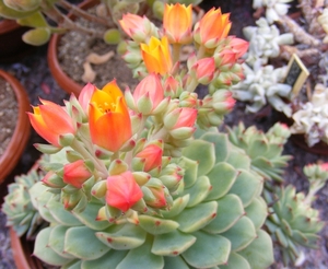 echeveria tomentosa