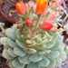 echeveria. tomentosa               2