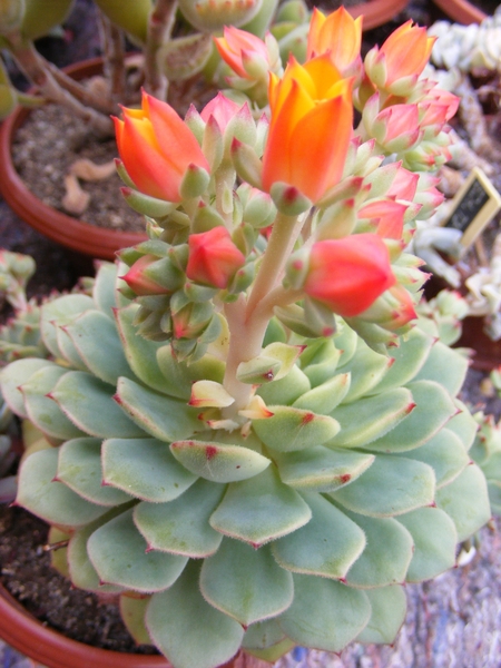 echeveria. tomentosa               2